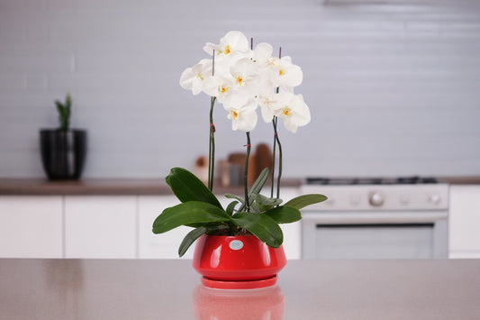 Outdoor Potted Plants Bangalore