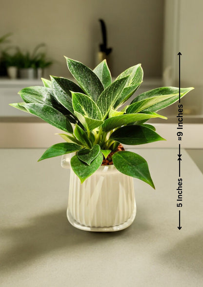 Air-purifying indoor plants Bangalore