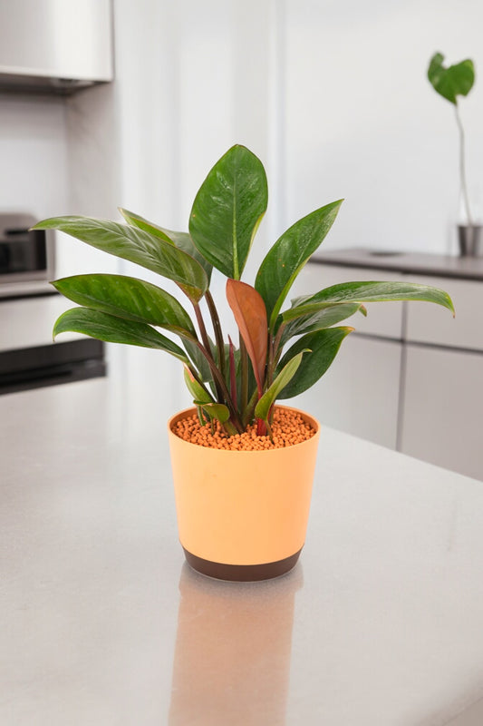 Indoor plant care Bangalore