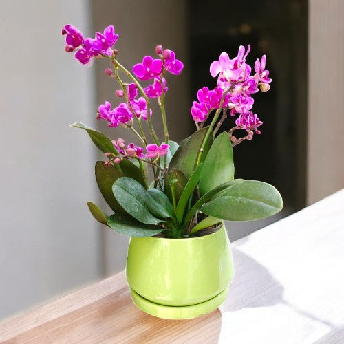 orchid plants near Bangalore