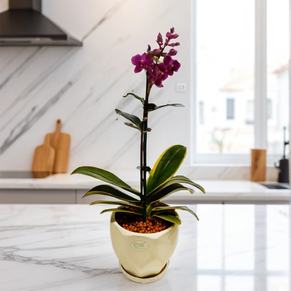 Purple Phalaenopsis Orchid in white ceramic pot