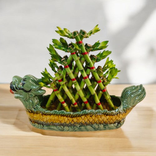Lucky bamboo plants in Designer planters in Bangalore