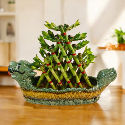 Plants represents romance and love in a relationship in Bangalore