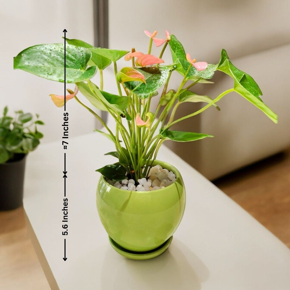 Air-purifying indoor plants Bangalore