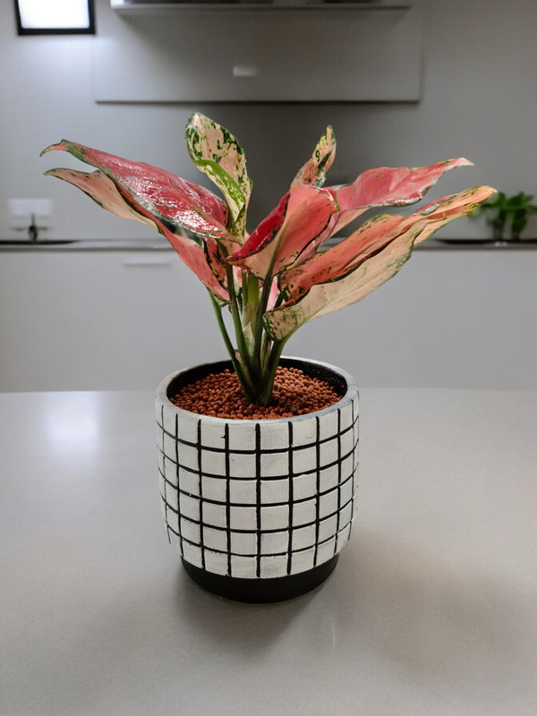 Rare Aglaonema plant with colorful patterned leaves in a white cement designer pot