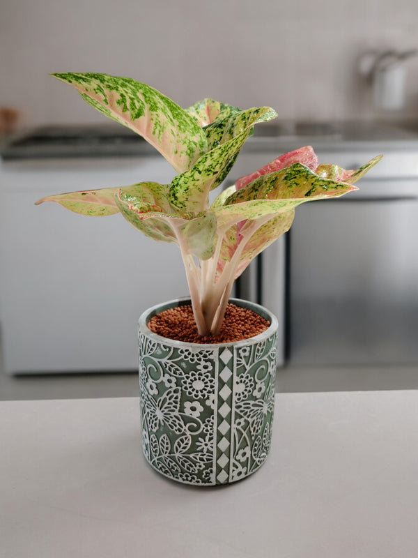 Rare Aglaonema plant with vibrant variegated foliage in a cup-shaped cement pot
