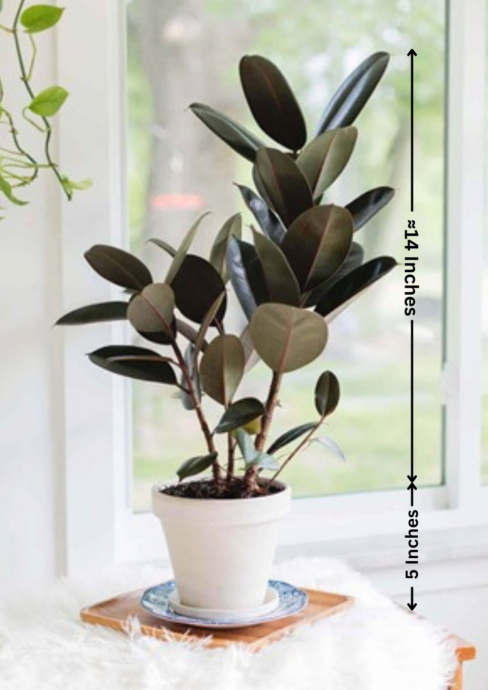 shop indoor plants in Bangalore