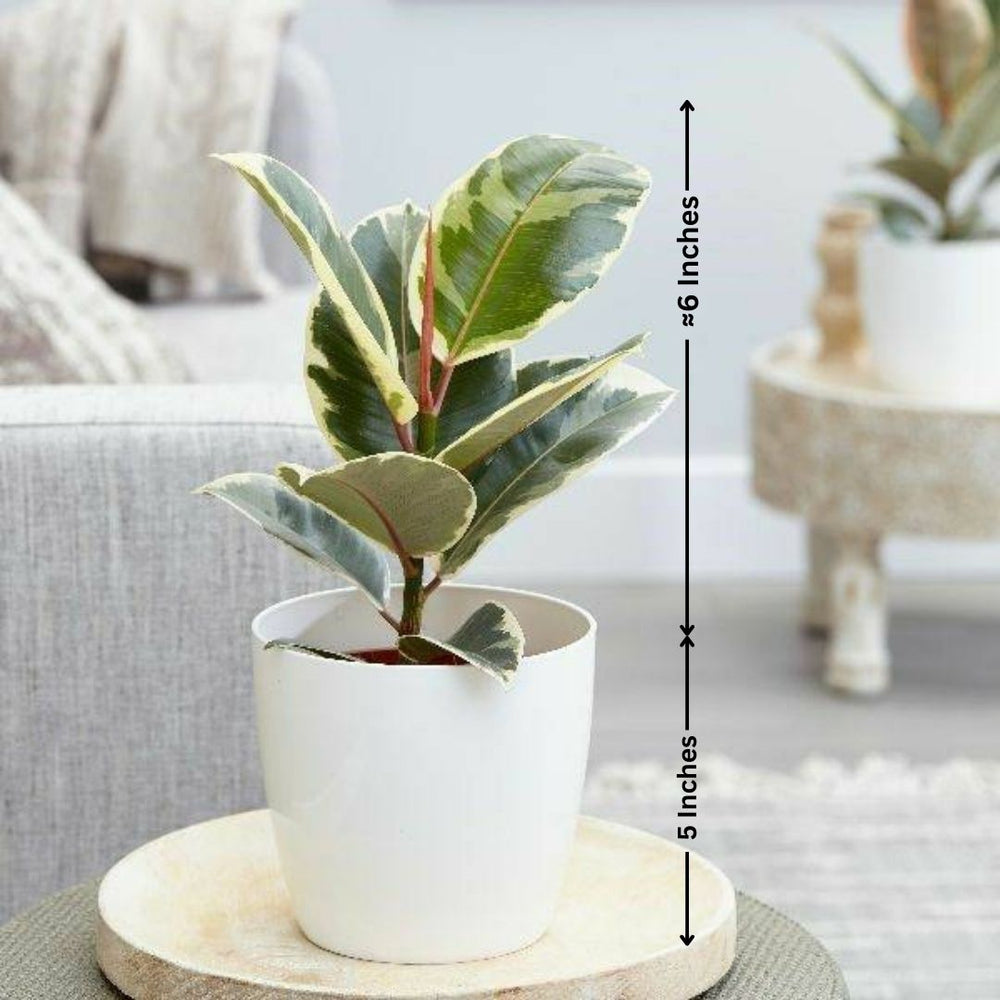 Indoor plants for apartments in Bangalore