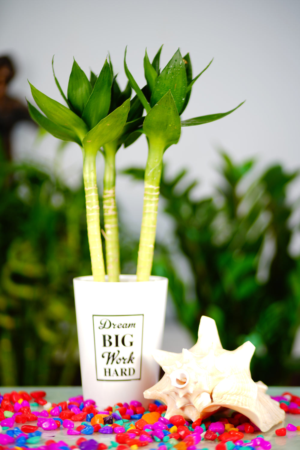 Water Lotus With Pot