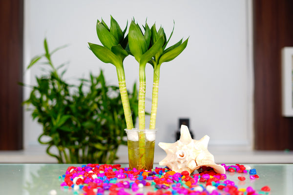 Water Lotus indoor plant in a pot
