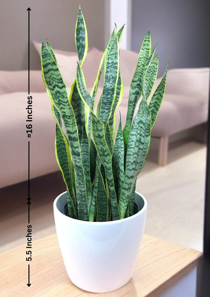 Indoor plants for apartments in Bangalore