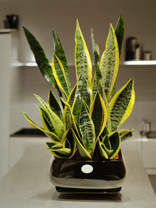 Indoor plants for apartments in Bangalore