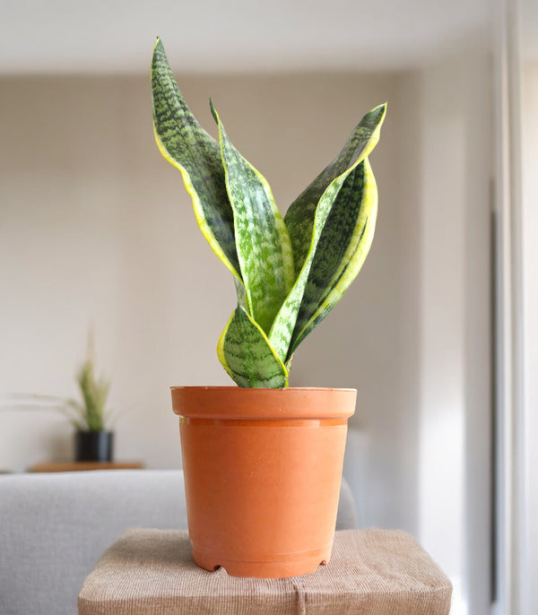 Sansevieria Superba Green snake plant with broad green leaves in a plastic grow pot