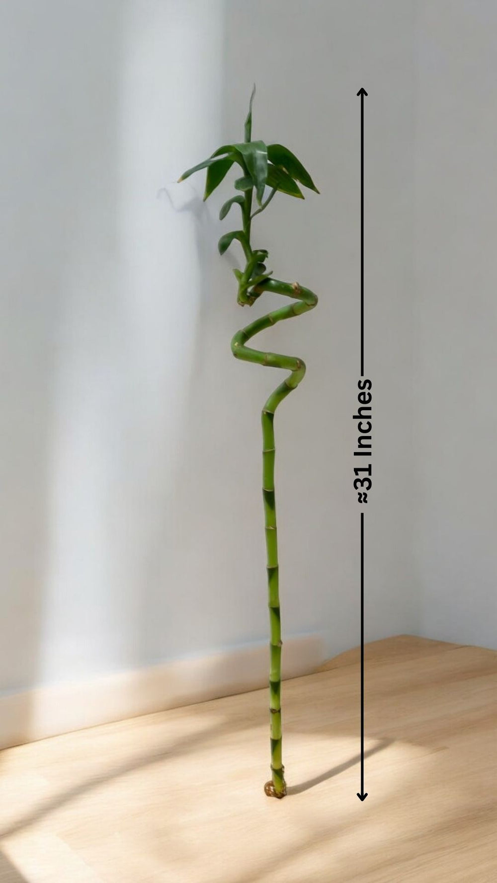 number of stalks in lucky bamboo in Bangalore 