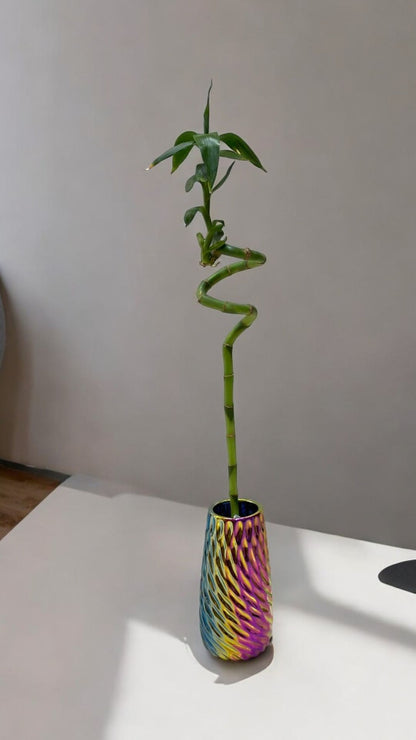 spiral bamboo plant online Near Bangalore 