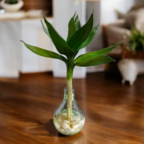 Single stem bamboo plant with Designer  Glass Vasse 3 in Bangalore