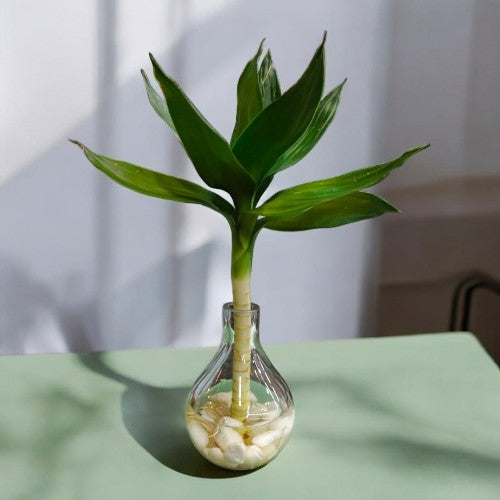 Single stem bamboo plant with Designer  Glass Vasse 4 Near Bangalore