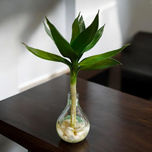 Single stem bamboo plant with Designer  Glass Vasse 5 in Bangalore