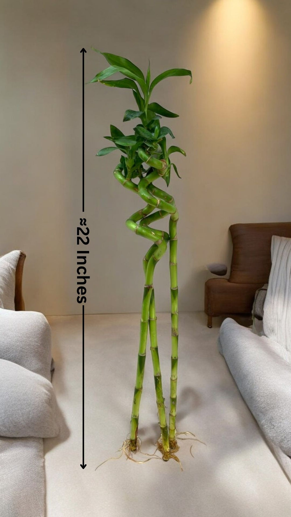 spiral lucky bamboo plant Near bangalore 