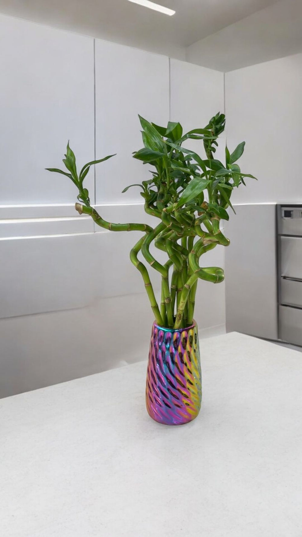 spiral lucky bamboo  Near bangalore 