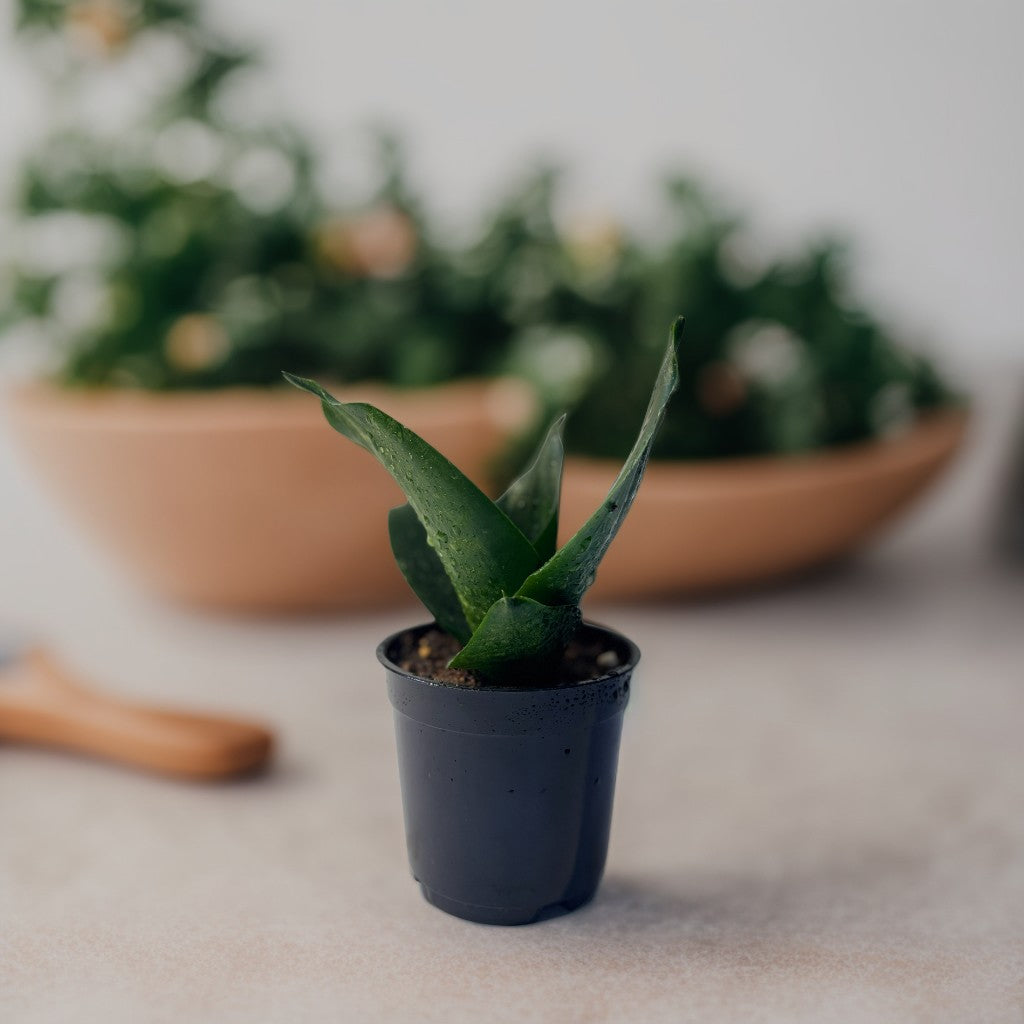 Dwarf Snake Plant in decorative pot – compact air-purifying indoor plant – CrazyFlora