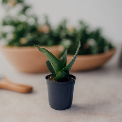 Dwarf Snake Plant in decorative pot – compact air-purifying indoor plant – CrazyFlora