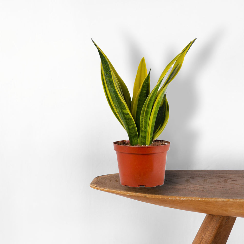 Small Snake Plant in grow pot