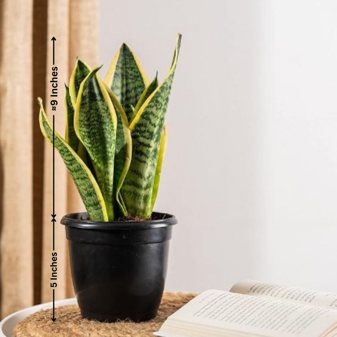 Indoor plants for apartments in Bangalore