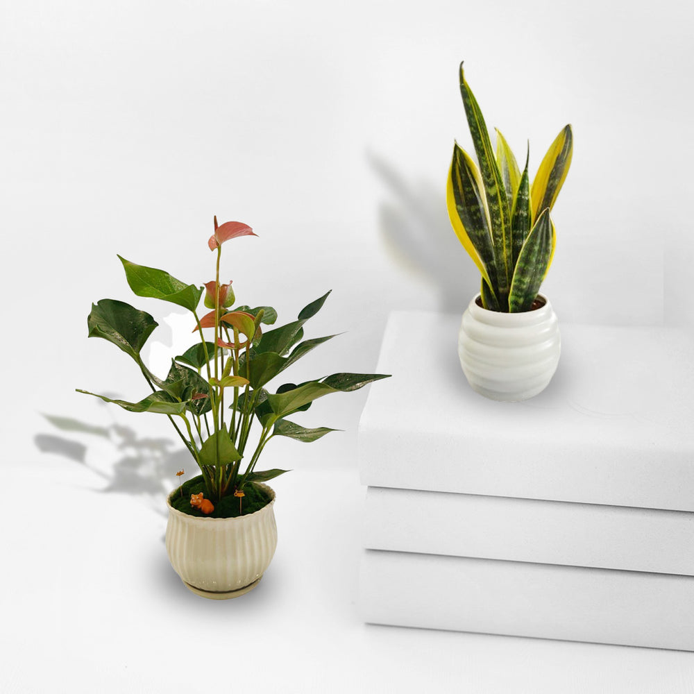 Easy to care Combo Snake plant and Anthurium plant
