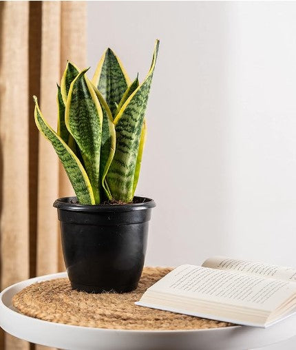 Snake plant with tall upright green leaves in a black plastic grow pot
