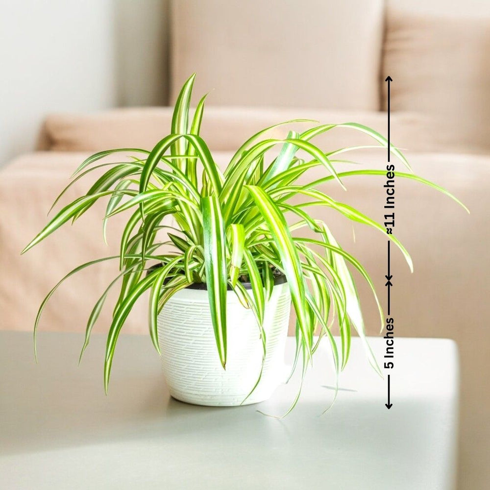 Indoor plant shops in Bangalore
