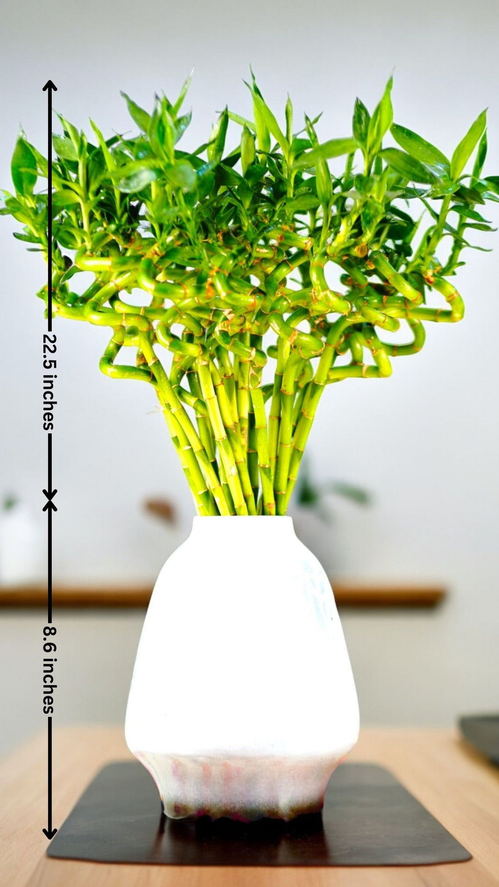spiral bamboo vase in bangalore