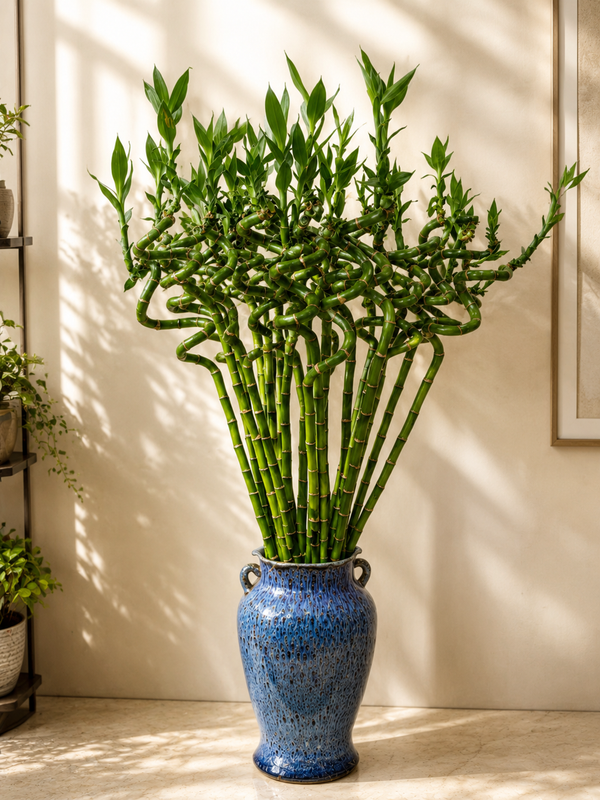 Feng Shui Spiral Lucky Bamboo Plant - 90 cm