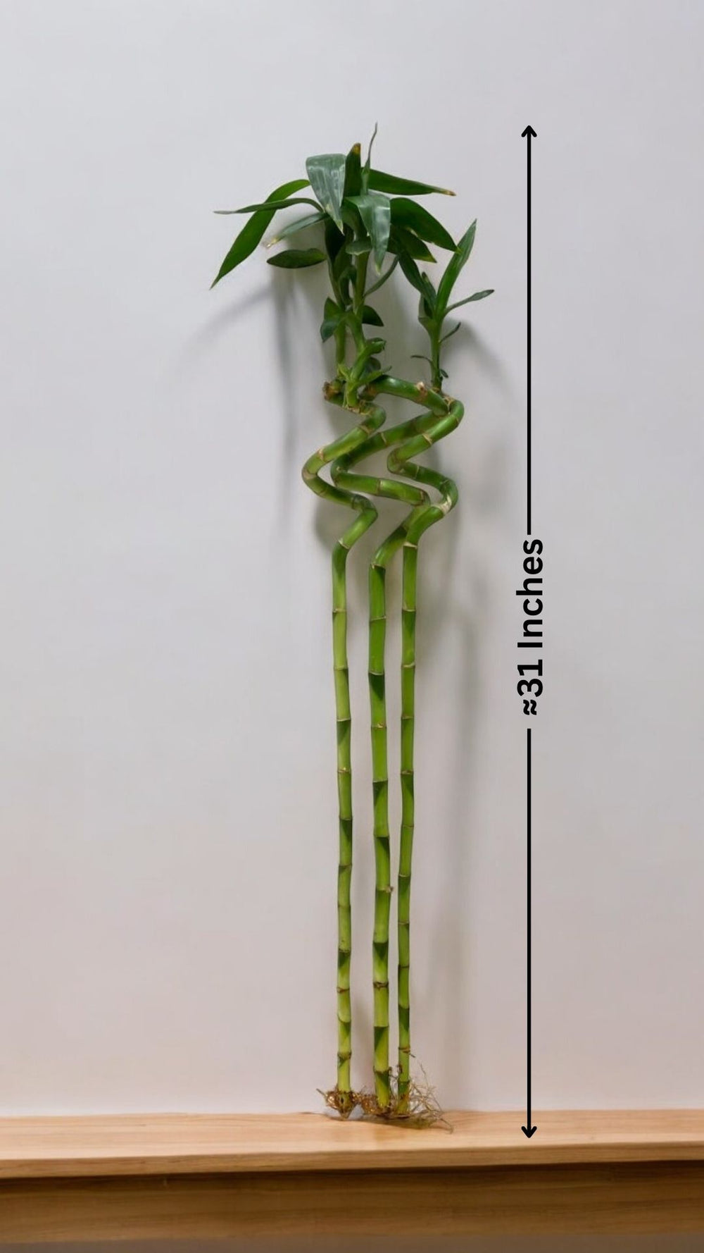 spiral bamboo sticks In Bangalore