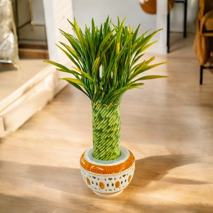 spiral lucky bamboo plant online in Bangalore