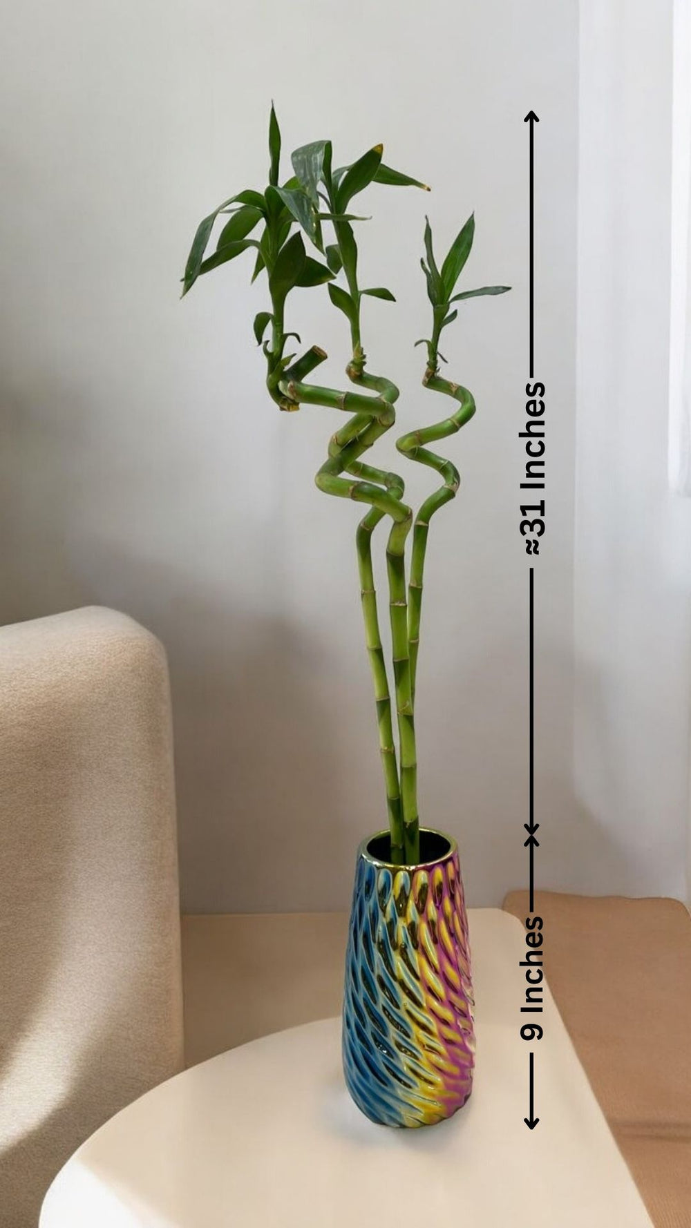 spiral stick lucky bamboo plant In Bangalore 