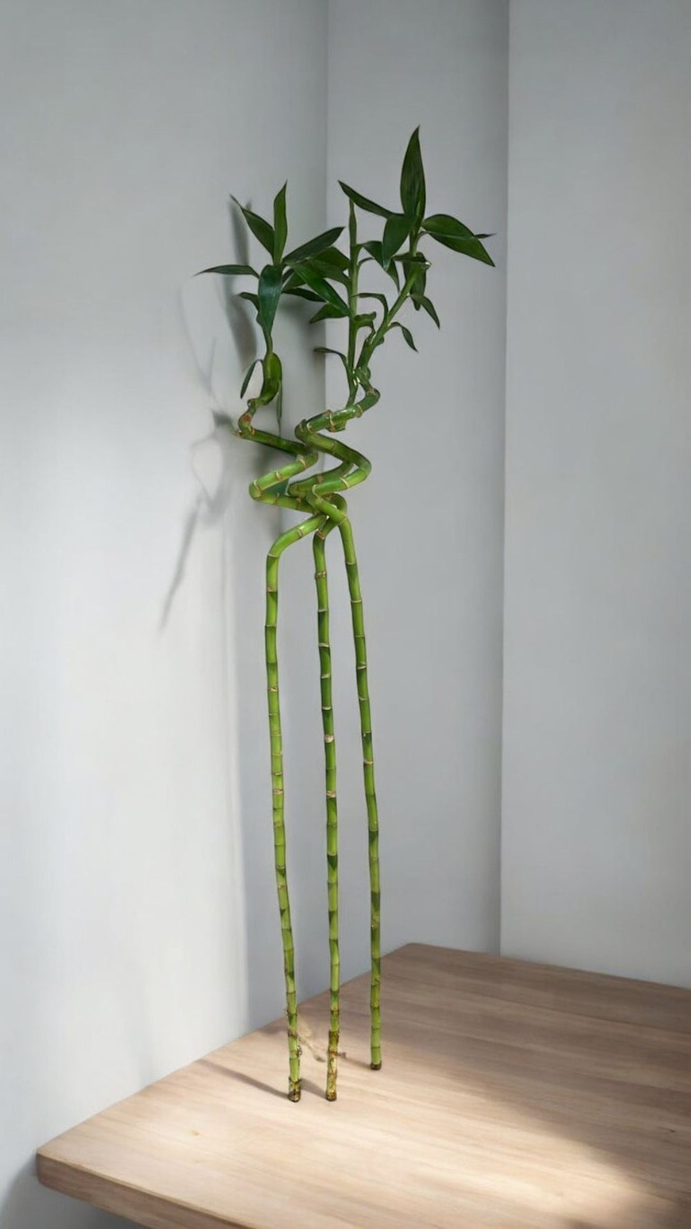 bamboo spiral In Bangalore 