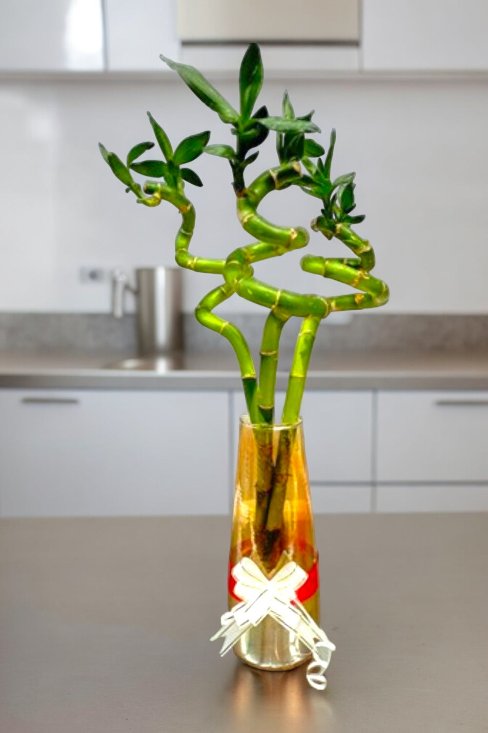 bamboo spiral plant in Bangalore 