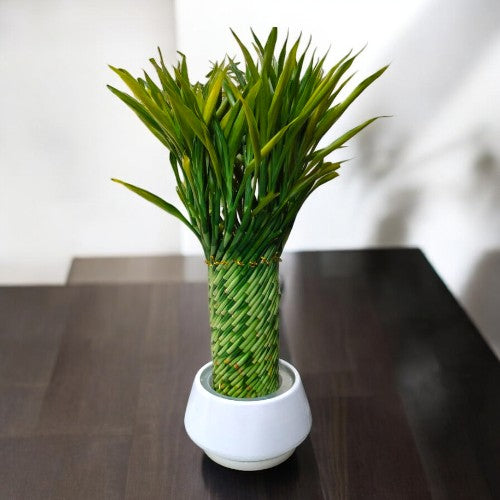 how to make lucky bamboo spiral in Bangalore