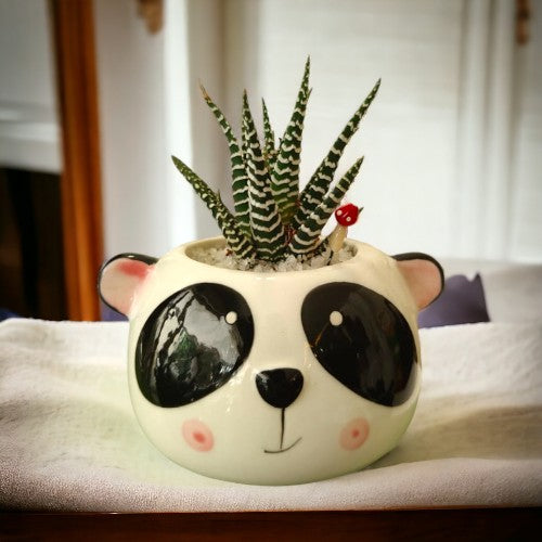 indoor succulent plants in Bangalore 