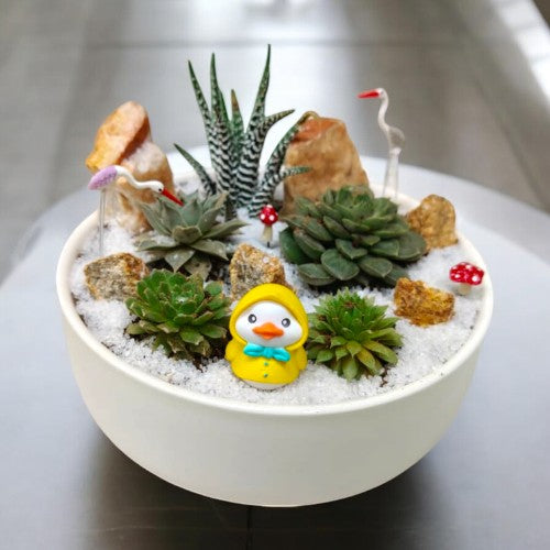 succulent plants online in bangalore