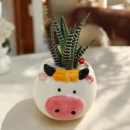 succulent plants decoration in bangalore