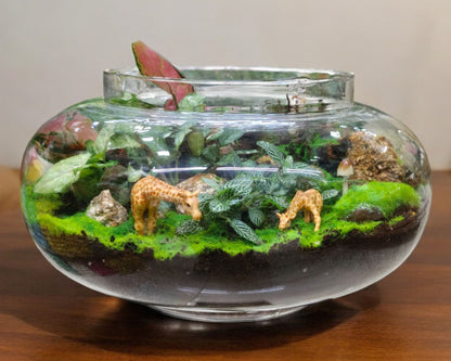 terrarium with succulents Near bangalore 