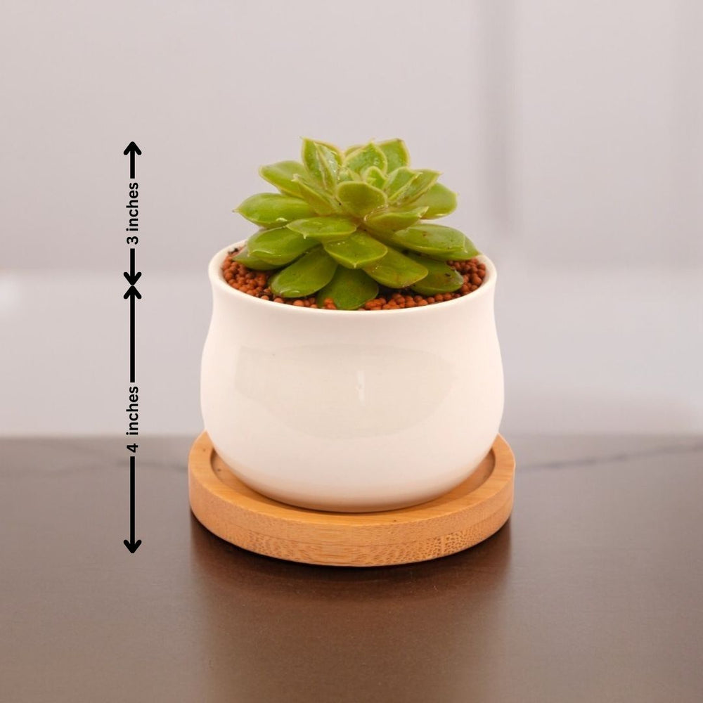Air-purifying indoor plants Bangalore
