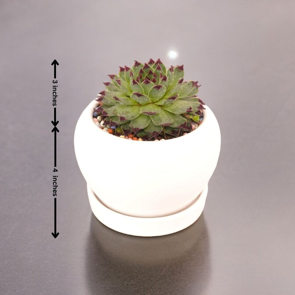 Indoor plant shops in Bangalore