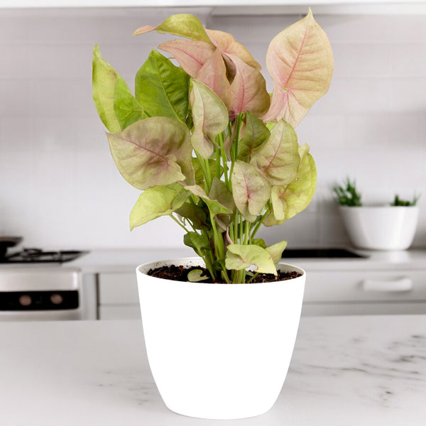 Small Syngonium Pink plant with pink and green variegated leaves in a plastic planter