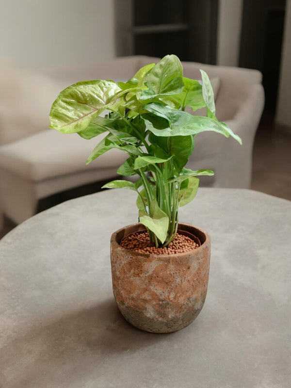 Small Syngonium plant with pink and green leaves in a brown cement designer pot