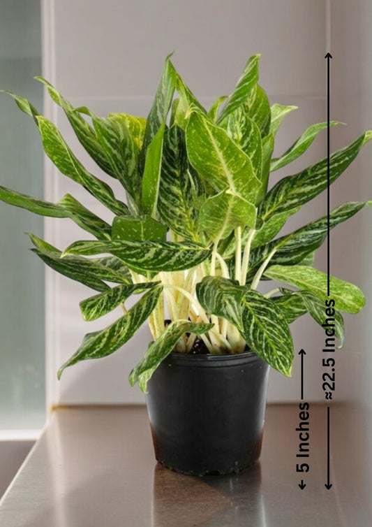 Aglaonema Butterfly Plant