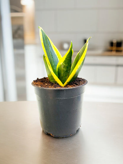 Snake Plant Gold – Dwarf