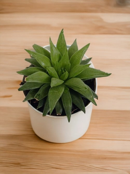 Haworthia Turgida Plant